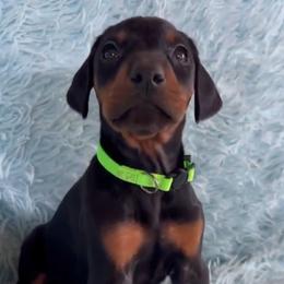 Boy 4 - male Doberman Pinscher puppy in Centralia, Missouri from TopSpots Farm
