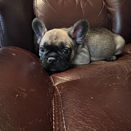 Boy 2 - Fawn French Bulldog puppy in Tennessee from West Tennesse Frenchies