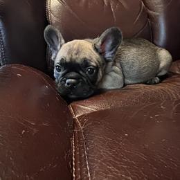 Boy 2 - Fawn French Bulldog puppy in Tennessee from West Tennesse Frenchies