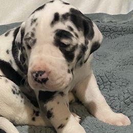 Great Danes from RHR Rose Hill Ranch, LLC