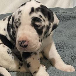 Great Danes from RHR Rose Hill Ranch, LLC