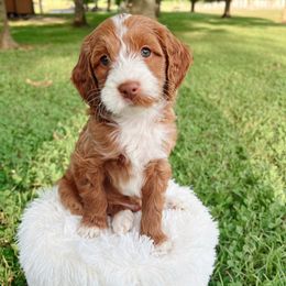 Goldendoodles from Dreamy Goldendoodles