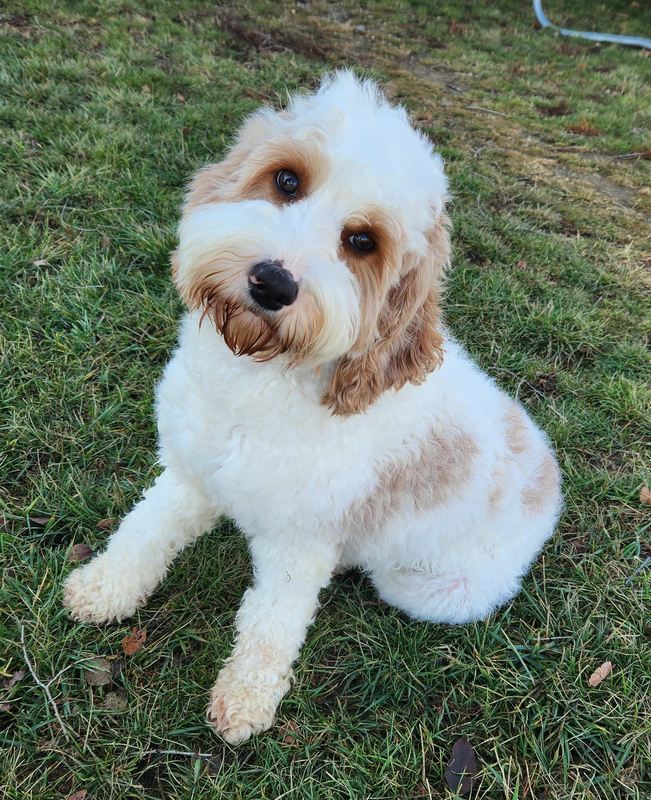 Maybelline - Cavapoo
