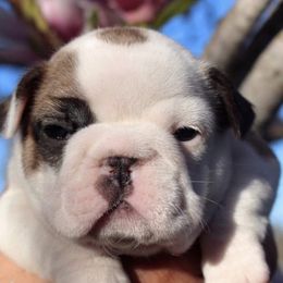 French Bulldogs from Tri County Frenchies