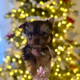 Jasper (Mini Shop and Hocus Pocus Lineage) - Black and tan male Yorkshire Terrier puppy in Pittsburg, California from Crystal Garden Yorkies
