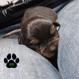 Pink - Black and mahogany female Rottweiler puppy in Tangent, Oregon from Raya's Royals