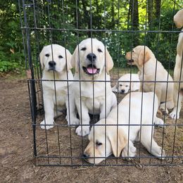 Labrador Retriever Puppies from Gabriel Ben-Yosef