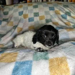 Licorice - Piebald female Dachshund puppy in Henrico, Virginia from Darling Doxies