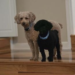 Poodle puppies from NC Poodle Love