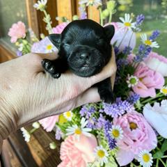 Russian Salon Dog and Yorkshire Terrier Puppies from Yorkies Kisses