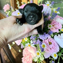 Russian Salon Dog and Yorkshire Terrier Puppies from Yorkies Kisses