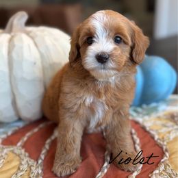 Violet - Red female Australian Labradoodle puppy in Nashville, Tennessee from SF Australian Labradoodles