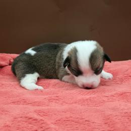 Riley - Sable female Pembroke Welsh Corgi puppy in Charleroi, Pennsylvania from Twilight Hollow Corgis