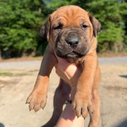 Blue - Red male Cane Corso puppy in Opelousas, Louisiana from Azelees Cane Corso