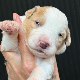 Marshall - male Australian Mountain Doodle puppy in Cortez, Colorado from Sassy Pants Pups