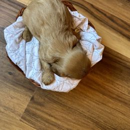 Cavalier King Charles Spaniel and Cavapoo Puppies from Cavaliers of Windsor
