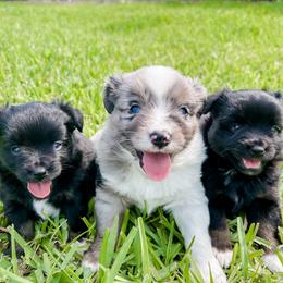 Aussiedoodle and Toy Australian Shepherd Puppies from Bar 4 Aussies
