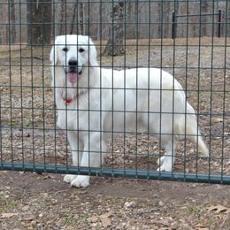 Australian Shepherds and Golden Retrievers from Edge Farm LLC