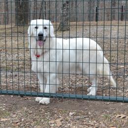 Australian Shepherds and Golden Retrievers from Edge Farm LLC