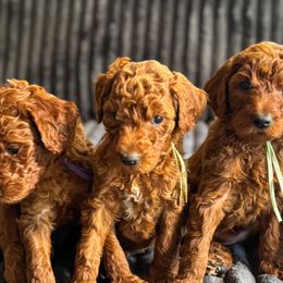 Goldendoodles from Beamans Doodle Farm