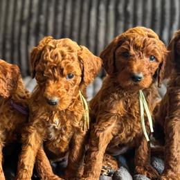 Goldendoodles from Beamans Doodle Farm