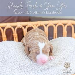 Puppy Pick 5 - Red  female Goldendoodle puppy in Whitesburg, Georgia from Asbury & Co Farms