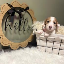 Ivy 4000 - Cream female Dachshund puppy in Mayville, Michigan from Teenie Little Hearts
