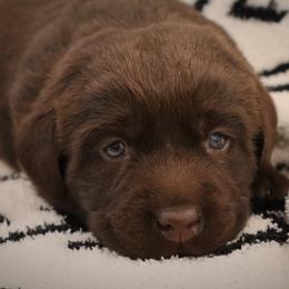 Poppy - Chocolate female Labrador Retriever puppy in Camden, Indiana from Camden's Caring Canines