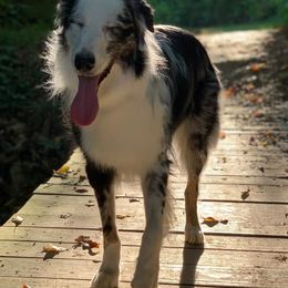 Australian Shepherds from Quintanilha's Kennel