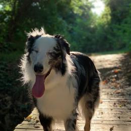 Australian Shepherds from Quintanilha's Kennel