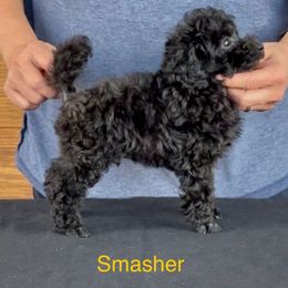 AKC CHAMPION SIRED Smasher DNA Tested Lines - Black male Poodle puppy in Jacksonville, Alabama from Abounding Poodles