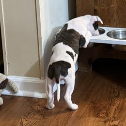 American Staffordshire Terriers from Two Bridges AmStaffs