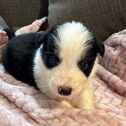 Esperanza - Black and white female Border Collie puppy in Mckinney, Texas from Border Collies of Ruidoso
