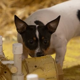 Teddy Roosevelt Terriers from Time Enough at Last (TEAL) Teddy Roosevelt Terriers