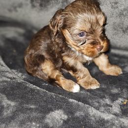 Teacup chocolate liver girl - Liver female Yorkshire Terrier puppy in Thornville, Ohio from My precious yorkies