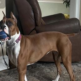Boxer puppies from AKC Boxer Club Plainville and Plank trail boxers