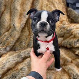 Baby R - Black brindle and white male Boston Terrier puppy in Redlands, California from Off The Hook Boston Buddies