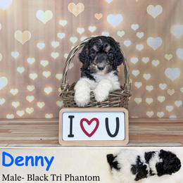 Boy 2 - Phantom male Poodle puppy in Kenyon, Minnesota from Country Breeze Poodles