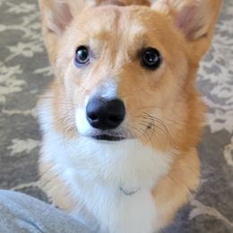 Cockapoos, Miniature Australian Shepherds, and Pembroke Welsh Corgis from B.E. Exotic