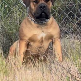Gaia - Boerboel
