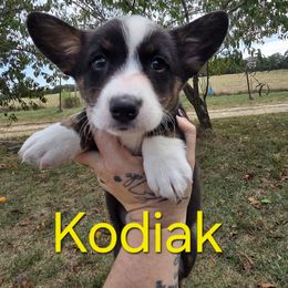Kodiak - Blue merle and white male Cardigan Welsh Corgi puppy in Bland, Missouri from Shadey Lane Corgis
