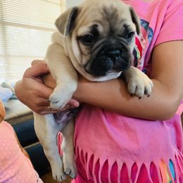 French Bulldog Puppies from Frenchie Paws