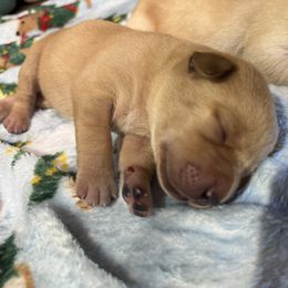 Female-1 - Yellow female Labrador Retriever puppy in Newport, North Carolina from AKS’s Water Bound Retrievers