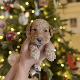 Mr. Navy - Apricot male Goldendoodle puppy in Athens, Georgia from Moore Goldendoodles