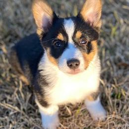 American Corgis and Pembroke Welsh Corgis from Olive Branch Corgis