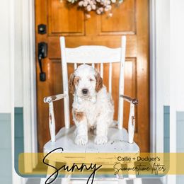 Sunny - Parti male Goldendoodle puppy in Tacoma, Washington from Peninsula Doodles