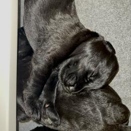 Briar Rose - Pepper and salt female Giant Schnauzer puppy in Noblesville, Indiana from Stratton House Kennels