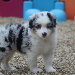 Girl 3 - Blue merle female Miniature American Shepherd puppy in Tiskilwa, Illinois from First Harmony Farms