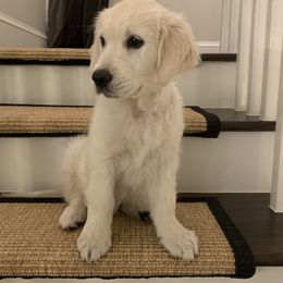 Golden Retriever Puppies from Hyalite Family Kennel