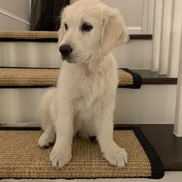 Golden Retriever Puppies from Hyalite Family Kennel